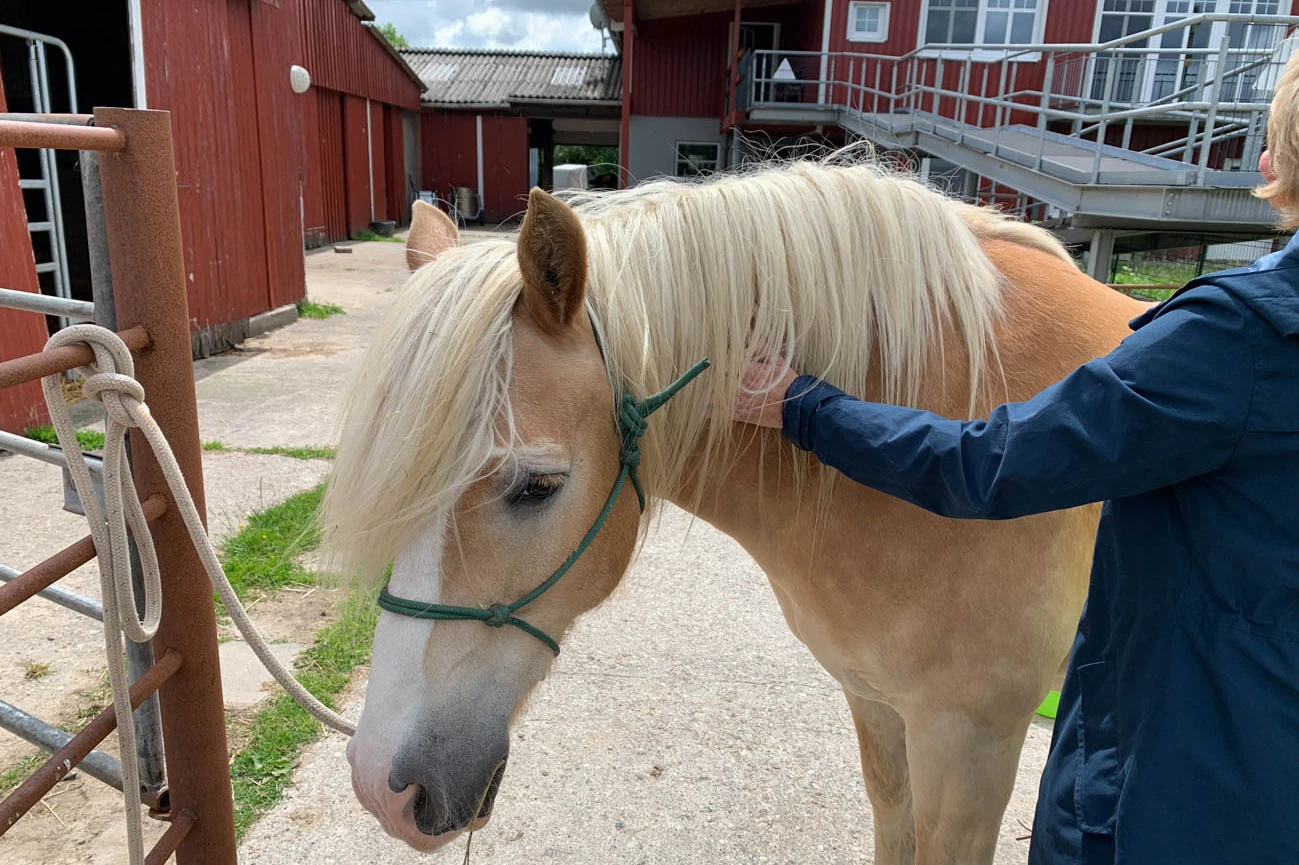 Tiergestützte Therapie Tiergestützte Therapie