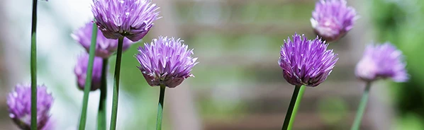a_DSC00294_w