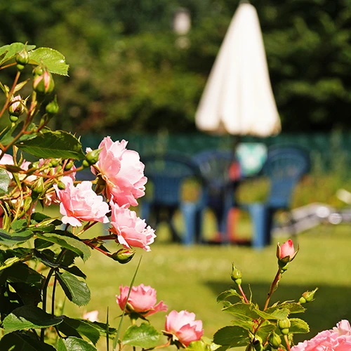 Bild vom Garten mit Liegestuhl