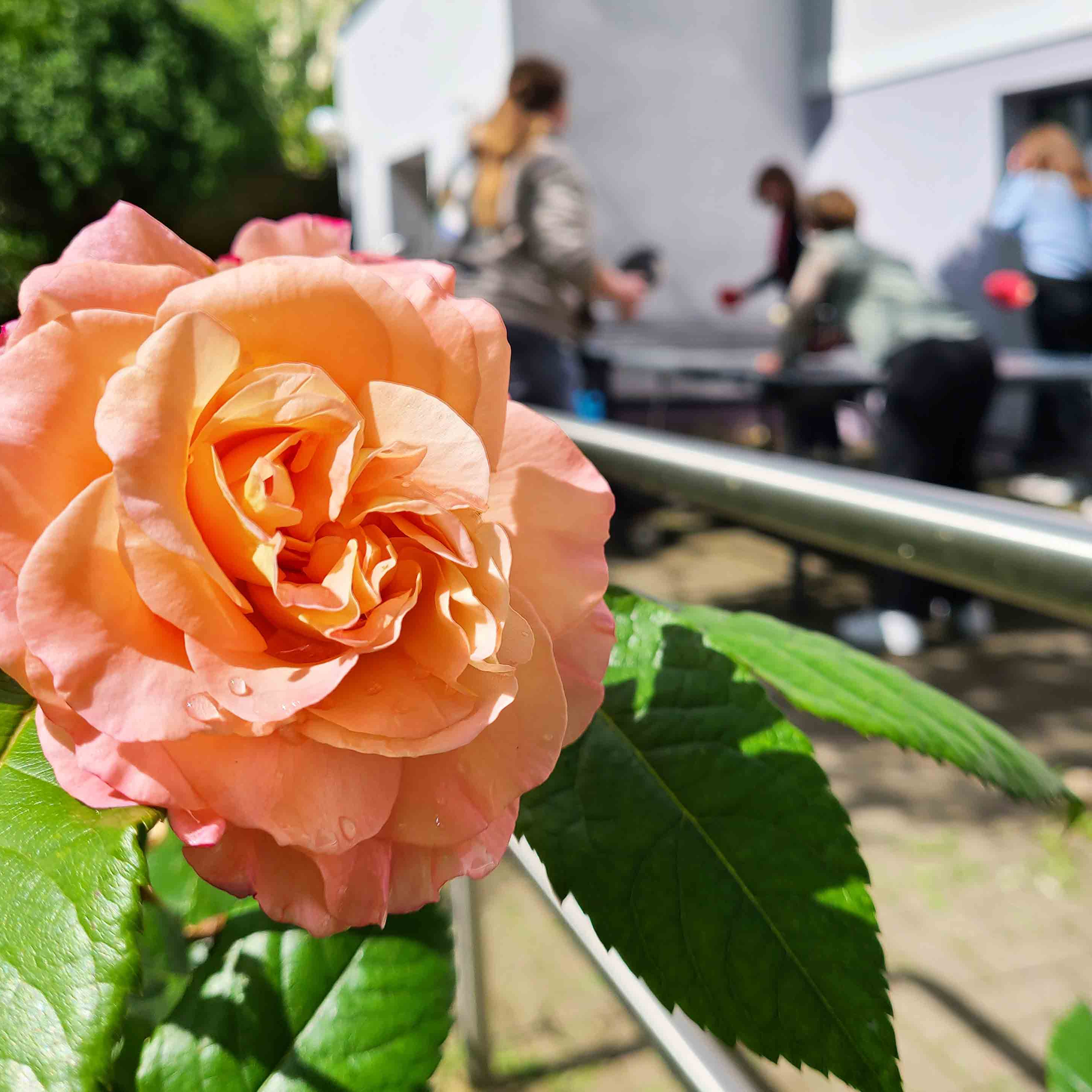 Blume